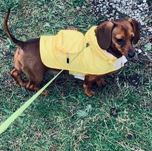 Meet your Posher, Darcy